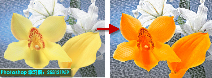 Lab调色案例2：调整花朵的颜色